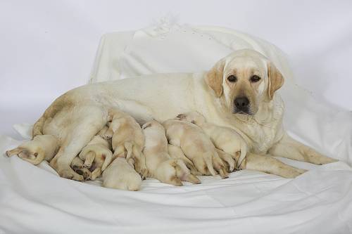 La maman de ces chiots avec ses 6 petits