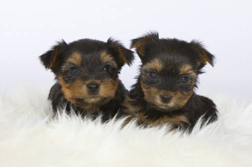 YORKSHIRE TERRIER   L.O.F.  