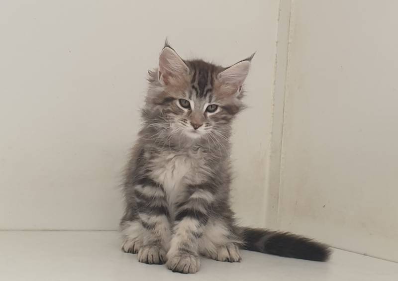 Chats de race MAÏNE COON, inscrit au LOOF, situé à Avignon en région PACA.