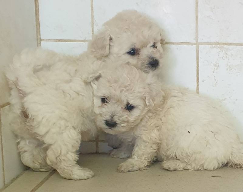 Achat de chien et Chiot Bichon frisé mâle ou femelle Avignon Vaucluse 84 Paca