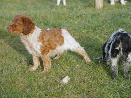 Chien de race Epagneul Breton à Avignon inscrit au Lof