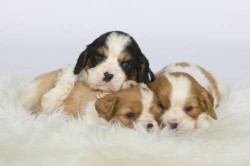 CHIOTS CAVALIER KING CHARLES ELEVAGE DU PALAIS DES PAPES