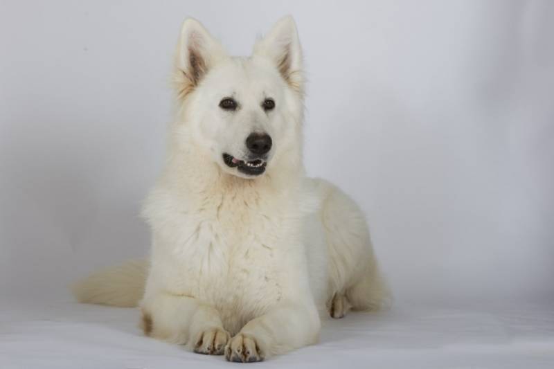 BERGER BLANC SUISSE AVIGNON