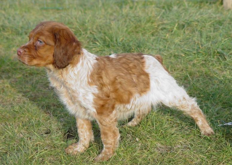 Chiot Epagneul Breton LOF à Avignon