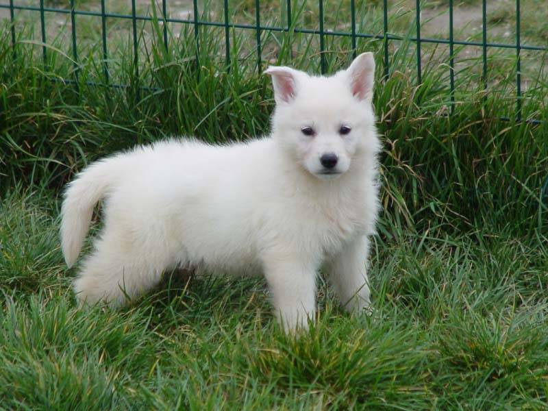 Achat de chien et Chiot Berger blanc suisse male ou femelle Avignon 84 Paca