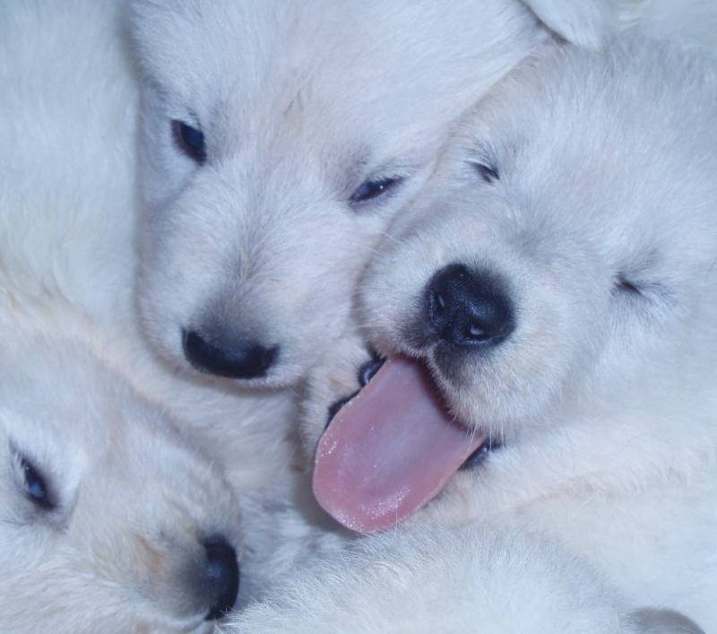 Salon De Toilettage Canin Montpellier Herault Cany Express