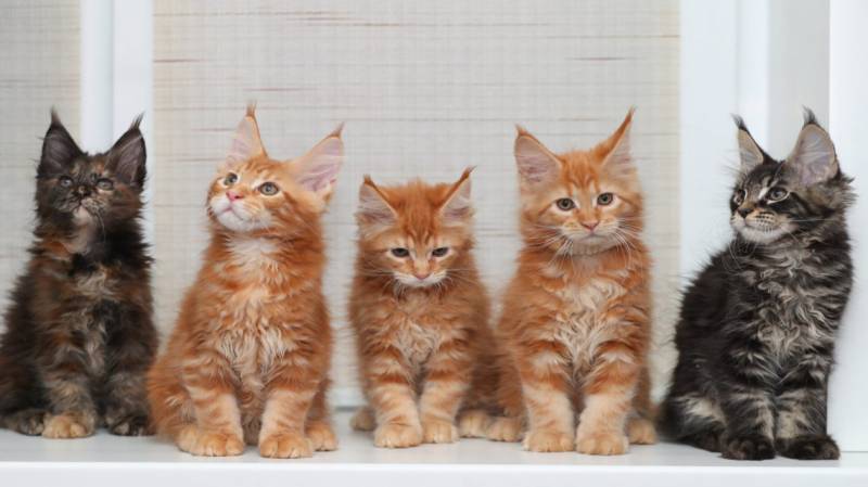 Vente de Chatons Maine Coon de l'élevage du palais des papes